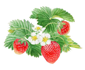 Red strawberry with white flowers bush handdrawn watercolor illustration. Food art, fresh botanical realistic painting. Summer sweet berry clipart for restaurant, cafe menu, farm goods, vegan products
