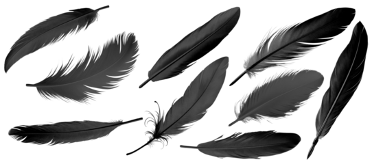 black bird feather illustration set