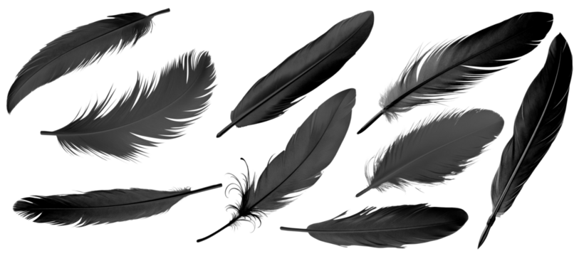 black bird feather illustration set
