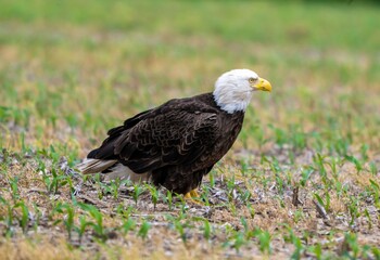 Bald Eagle in Field 