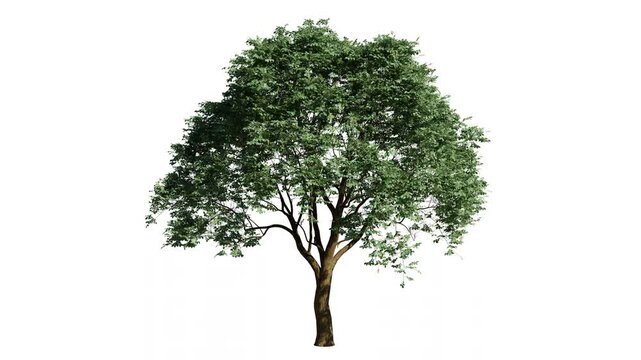 Isolated 3D realistic tree on the wind,White background with alpha channel. 4k seamless loop.