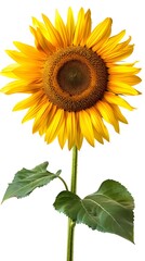 Obraz premium Vibrant Sunflower with Detailed Petals and Textures on Isolated White Background