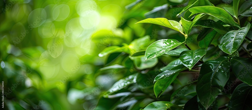 Poster green colored epipremnum aureum tree stock on farm for harvest. with copy space image. Place for adding text or design