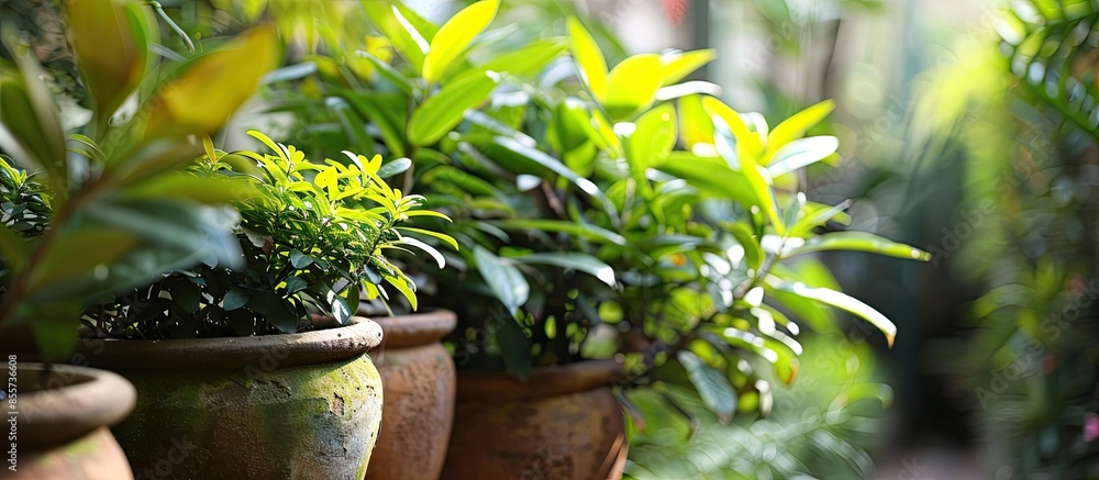Poster this is a photo of some potted plants. with copy space image. place for adding text or design
