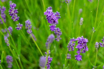 Lavender Blooms with Blurred Background