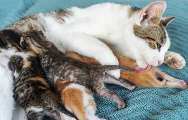 Cat Family, small Kittens eating Milk while Mom Washes them