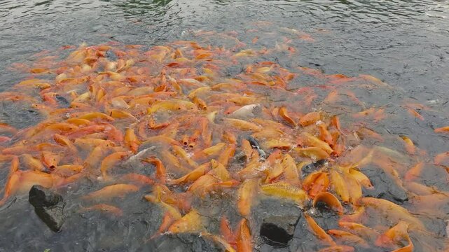 lots of yellow, white and black goldfish and tilapia gather to look for food in the pond