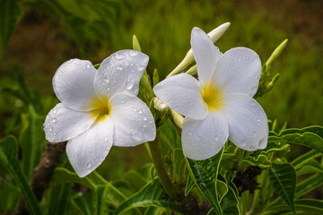 Closeup view of bright white and yellow flowers with raindrops of plumeria pudica aka golden arrow or gilded spoon isolated outdoors on natural background
