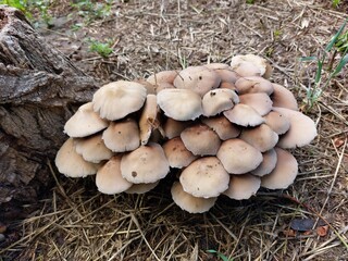 Small mycelium in the grass in the forest. Inedible mushrooms.