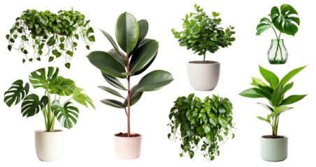 Potted green house plant set