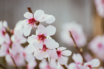 Fototapeta premium Close up of pink peach tree blossoms