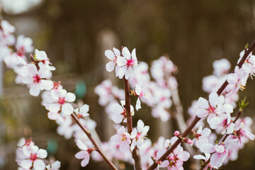 Close up of pink peach tree blossoms