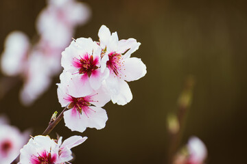 Close up of pink peach tree blossoms