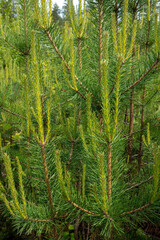 Pinus sylvestris, close-up of a young green pine tree branches with fresh needles