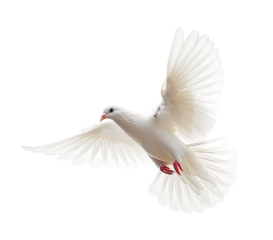 White dove flying, symbol of freedom and peace. Isolated on transparent background.