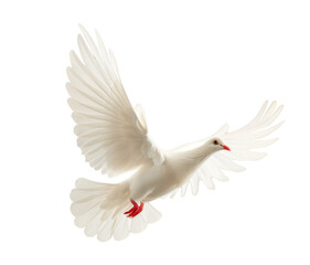 Obraz premium White dove flying, symbol of freedom and peace. Isolated on transparent background.