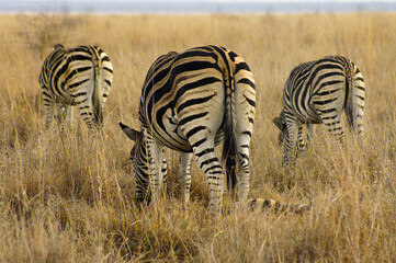 Grazing zebras © Niek