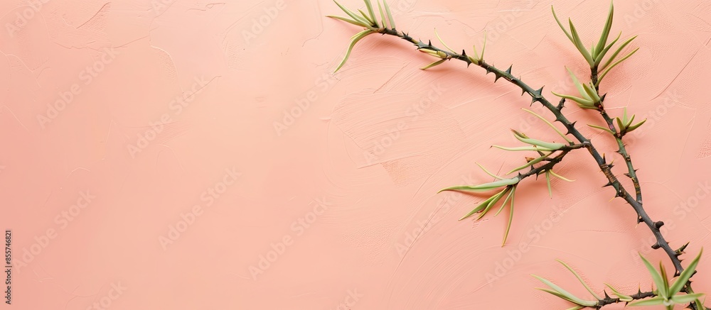 Poster Acacia tree branch with thorns Isolated on pastel background, clipping path. with copy space image. Place for adding text or design