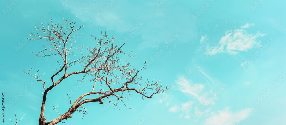 Aufkleber Dead tree with blue sky pastel background  Sky  Summer. with copy space image. Place for adding text or design