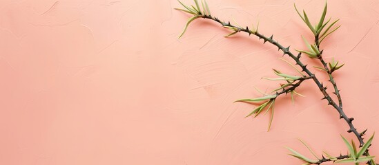 Obraz premium Acacia tree branch with thorns Isolated on pastel background, clipping path. with copy space image. Place for adding text or design