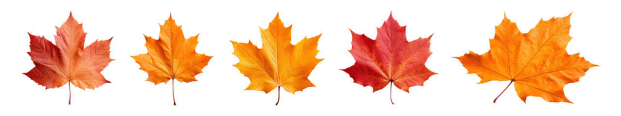 Autumn maple leaves design set