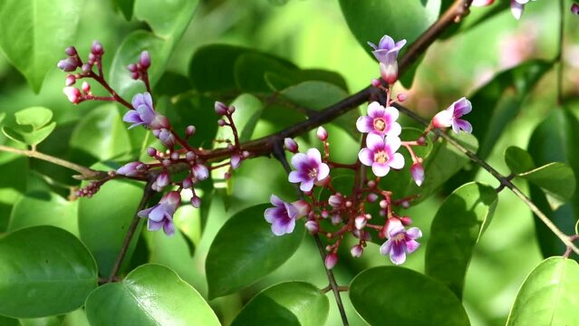 beautiful starfruit flower on branch of tree in the garden . flower of starfruit on tree .  starfruit flowers  blooming  in the garden . 