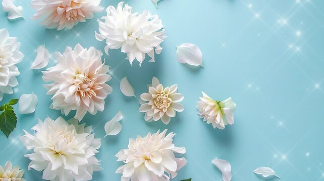 White dahlia flowers scattered on a blue background for banner