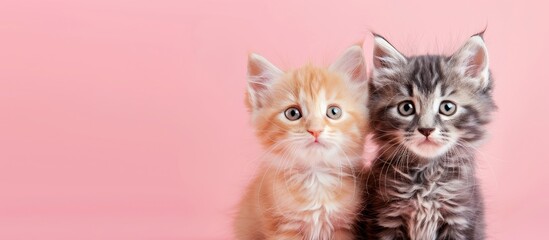 Cute Kittens cat pastel background  Isolated  Cat  Hair. with copy space image. Place for adding...