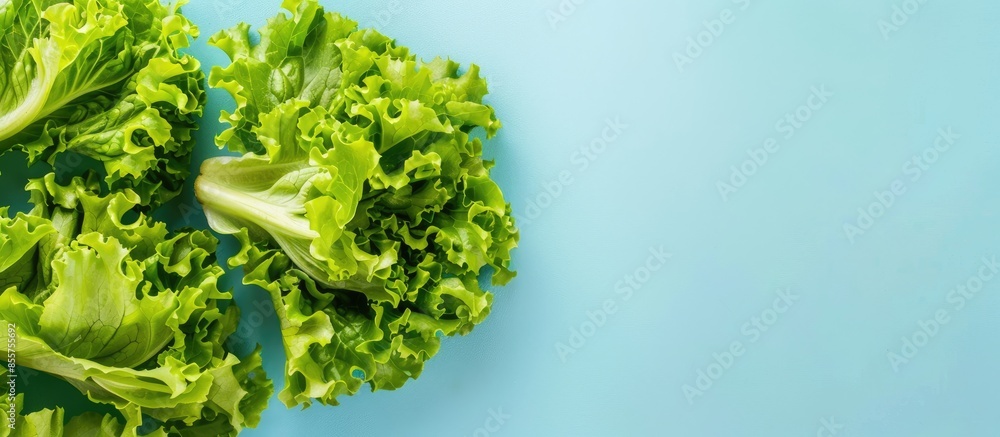 Leinwandbilder leaf fresh lettuce isolated on pastel background lettuce. with copy space image. place for adding te