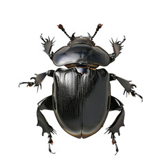 A shiny black beetle isolated on transparent background; perfect for entomology and nature studies.
