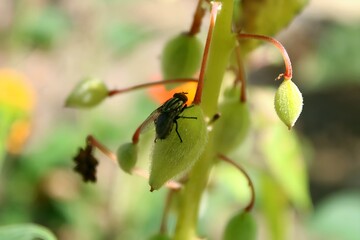 flies land on flower seeds