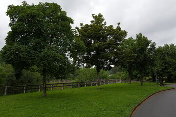 trees in the park