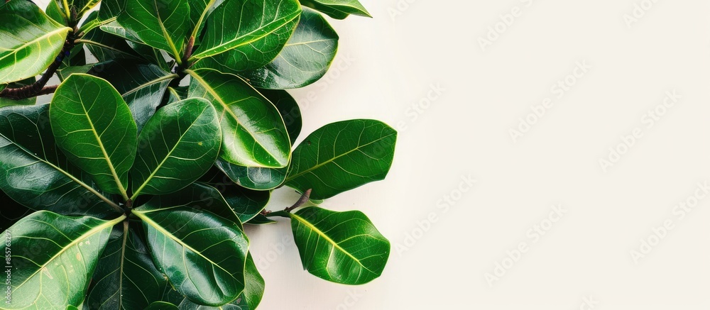 Poster a  Ficus Plants. with copy space image. Place for adding text or design