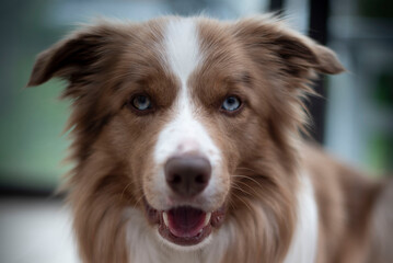 Cute brown white border collie 