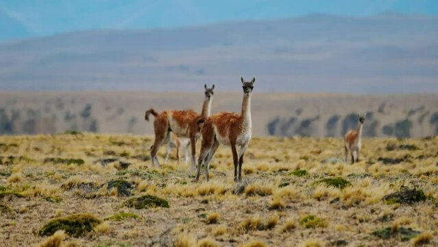 The herd of vicugna, Lama vicugna, or vicuna graze on the Patagonian steppe with snow caped mountains on the background