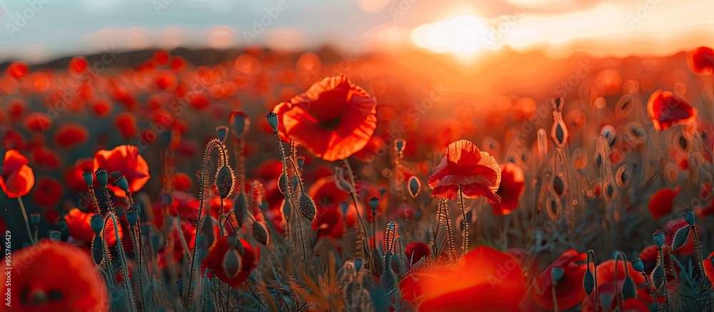 Leinwandbilder red poppy field at sunset. copy space image. place for adding text or design
