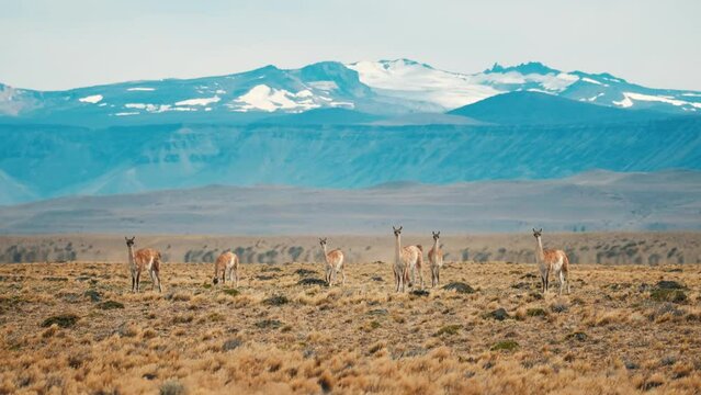 The herd of vicugna, Lama vicugna, or vicuna graze on the Patagonian steppe with snow caped mountains on the background