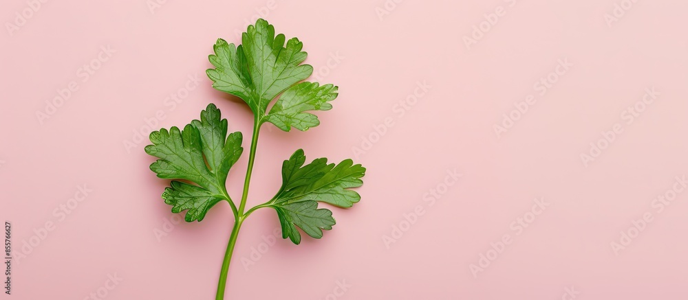 Poster parsley leaf isolated on pastel background isolated. with copy space image. place for adding text or