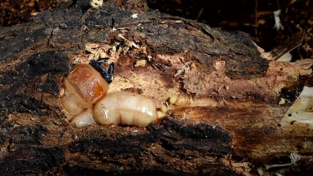 Longhorn beetle larvae in the branch of a mango tree .