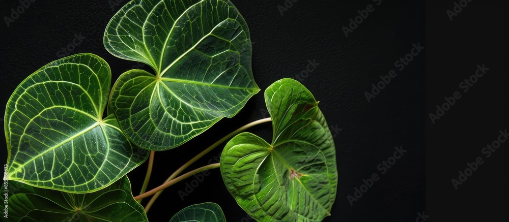 Poster leaves of anthurium clarinervium on black background. with copy space image. place for adding text o