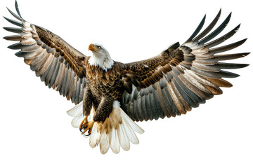 Obraz premium Bald Eagle in Flight with Wings Spread isolated on transparent background png