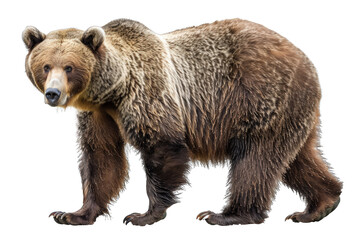 Fototapeta premium Brown bear walking isolated on transparent background png