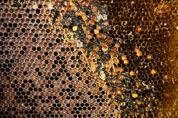 Honey texture with bubbles on beeswax cells. Honey processing