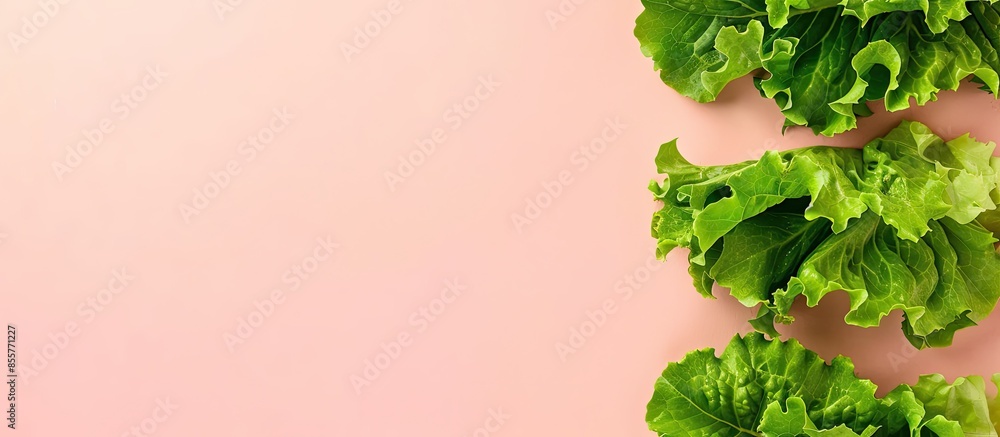 Poster fresh green lettuce leaves isolated on pastel background. with copy space image. Place for adding text or design
