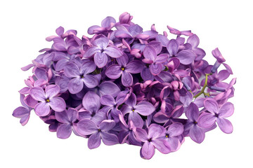 Obraz premium Purple Lilac Flowers isolated on transparent background png