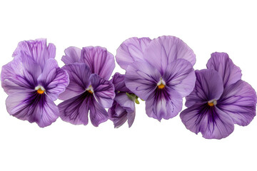 Fototapeta premium Purple Pansy Flowers isolated on transparent background png