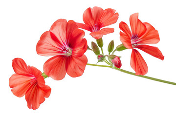 Closeup of Orange Geranium Flowers isolated on transparent background png