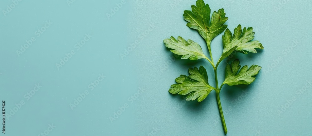 Fototapete Parsley leaf Isolated on pastel background Isolated. with copy space image. Place for adding text or design