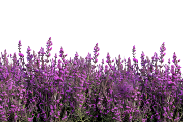 Purple Flowers Blooming in a Field isolated on transparent background png