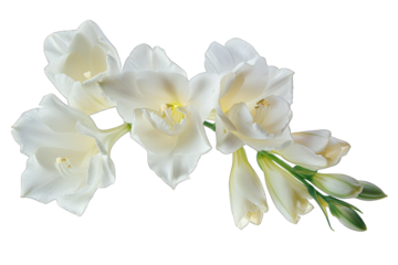White Freesia Flowers isolated on transparent background png